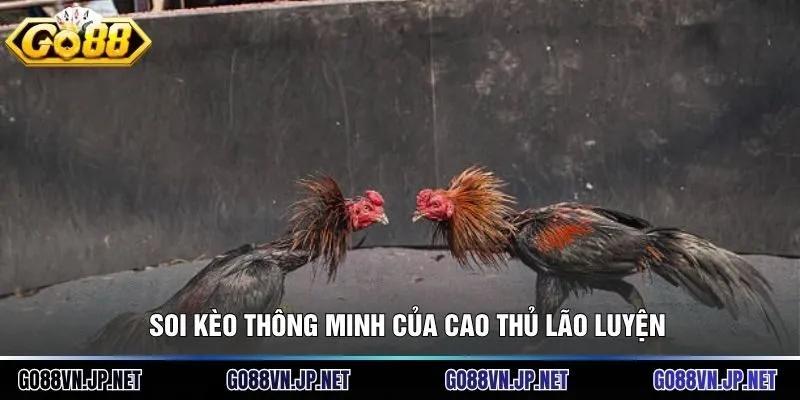 Soi kèo thông minh của cao thủ lão luyện