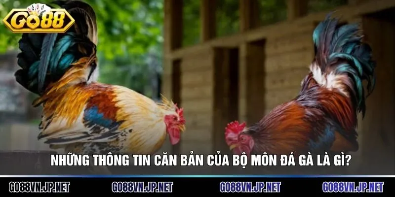 Những thông tin căn bản của bộ môn đá gà là gì?