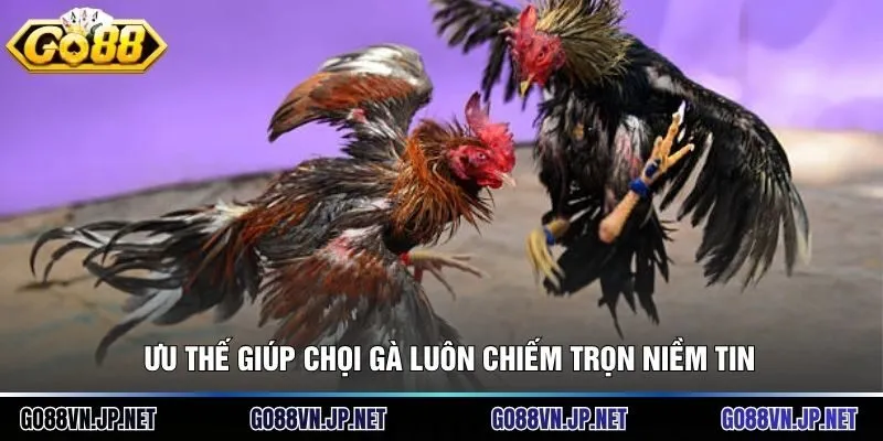 Ưu thế giúp chọi gà luôn chiếm trọn niềm tin